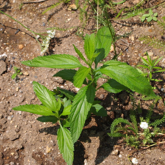 バーベインのお花_a0292194_10403283.jpg