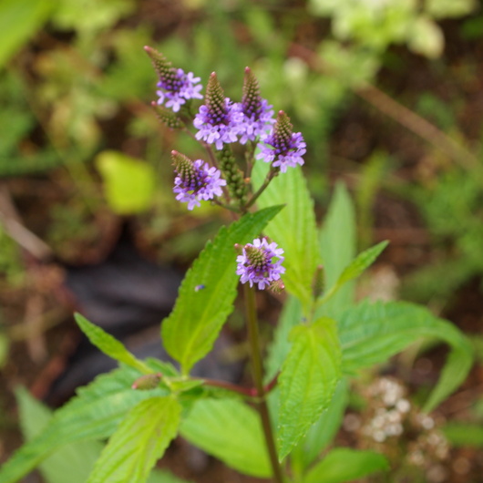 バーベインのお花_a0292194_1043770.jpg