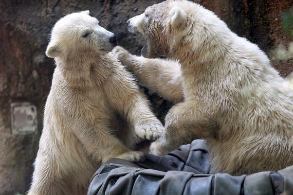 アメリカ ニューヨーク州 バッファロー動物園のルナとカリーの近況 新飼育展示場は15年秋に完成 Polarbearology Conjectaneum