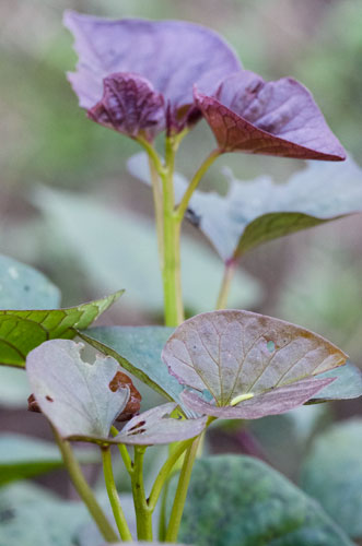 ヒルガオトリバ 自然観察な日々 ヒルガオトリバ 自然観察な日々