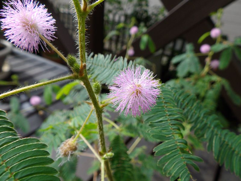 再生する動物の能力をヒトに移植できるか研究_c0025115_2135325.jpg