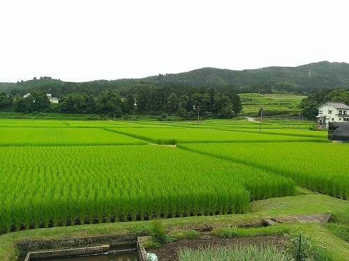 田園風景を眺めながら_c0084117_20234946.jpg