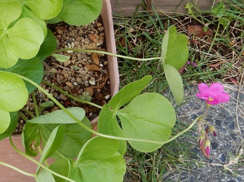 e0033229_2013014.jpg