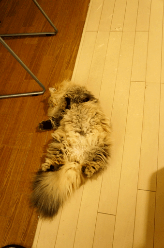 e0157129_19245396.gif