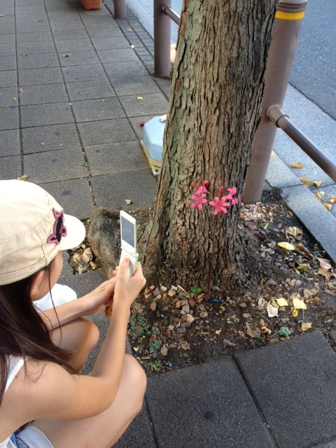 リコリスの花が咲いていた!_a0258233_19104151.jpg