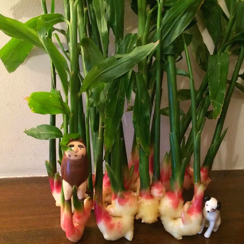 出西（しゅっさい）生姜_b0197533_16060364.jpg