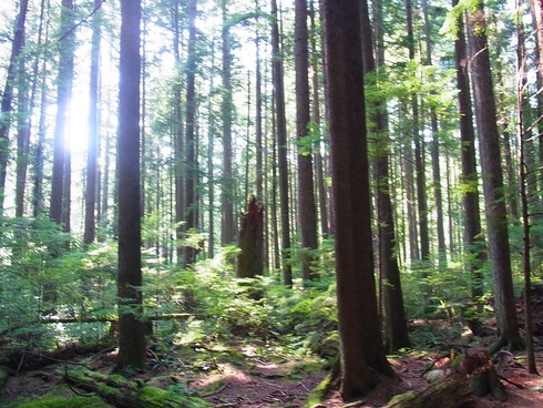 Capilano River Park をお散歩_d0233349_14532223.jpg