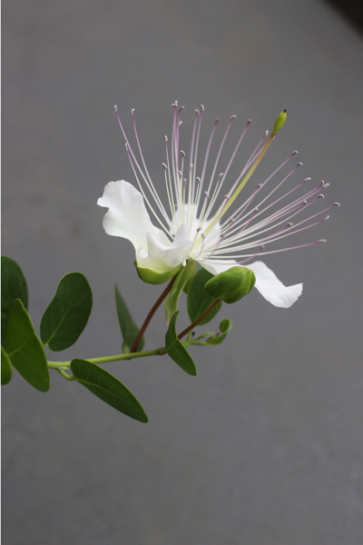 ケッパーの花 ぬるぅい畑生活