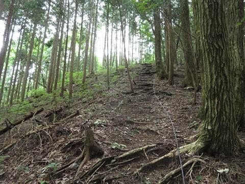 夏焼城ヶ山とオオキツネノカミソリの大栗山_f0302771_21474465.jpg