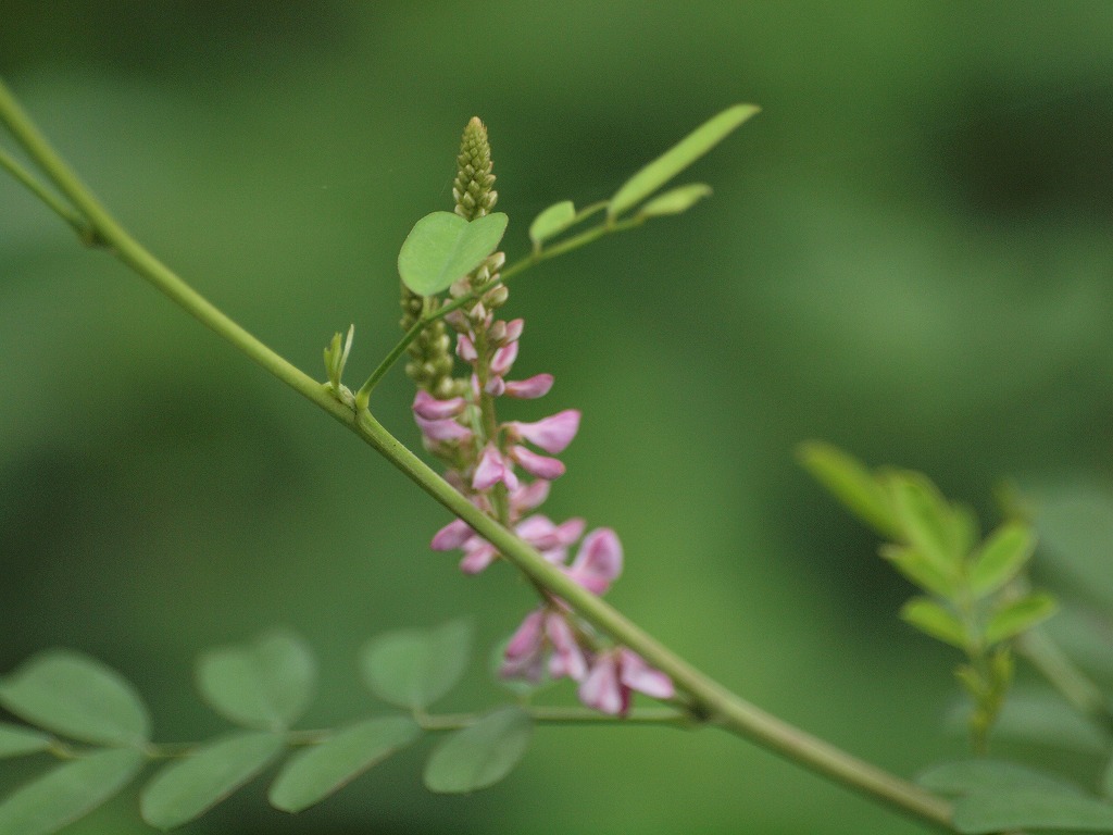 『駒繋(コマツナギ)の花』_d0054276_20225275.jpg