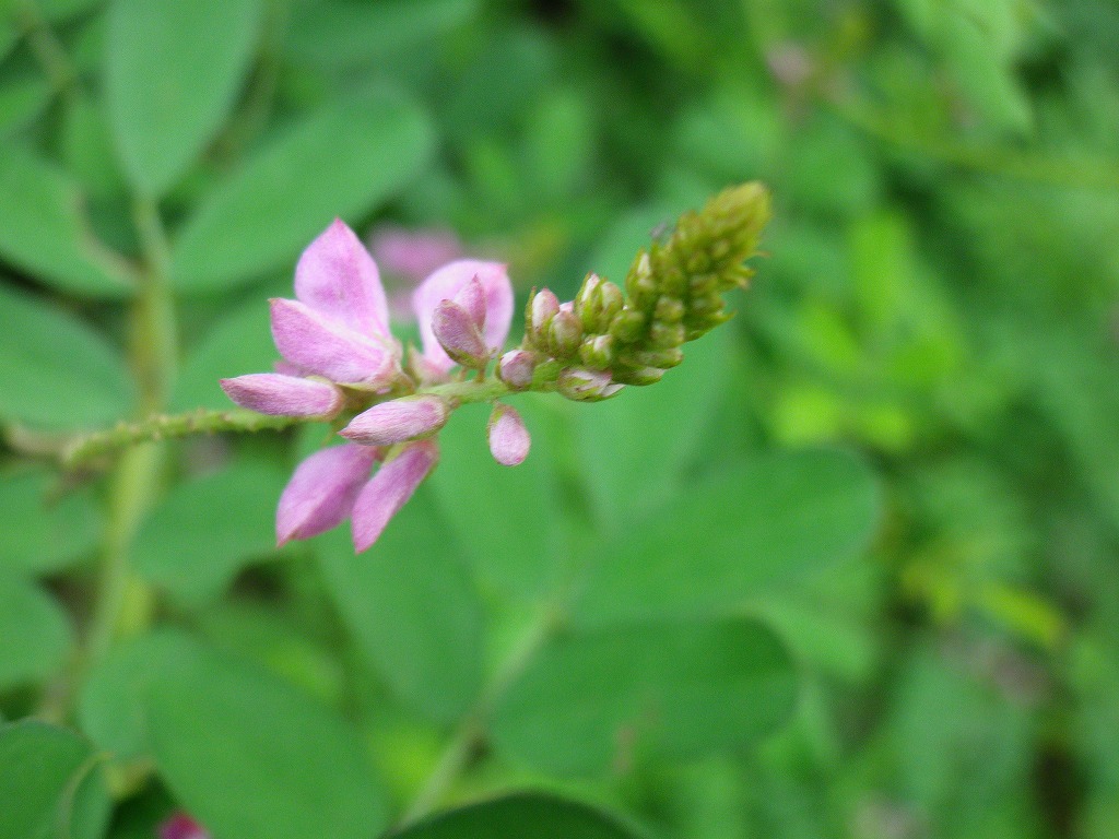 『駒繋(コマツナギ)の花』_d0054276_20234371.jpg