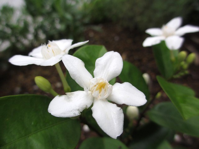 b0182884_23565536.jpg
