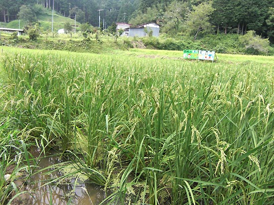 8月22日の田んぼ(月光原小・西根小)_d0247484_19573971.jpg