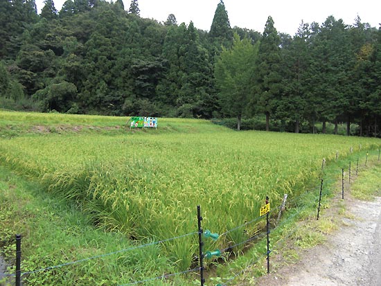 8月22日の田んぼ(月光原小・西根小)_d0247484_19581148.jpg