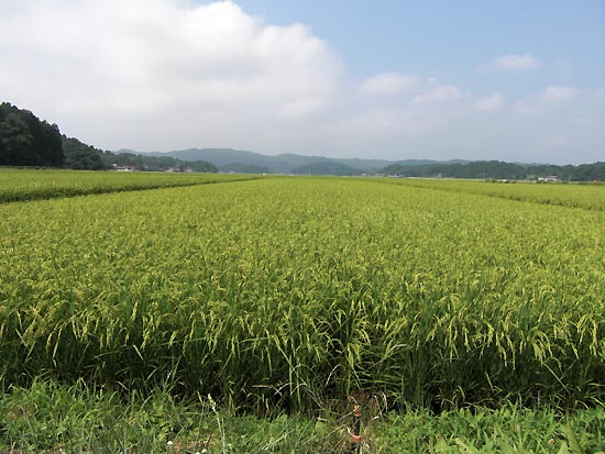8月22日の田んぼ(目黒角田絆交流田)_d0247484_2118535.jpg