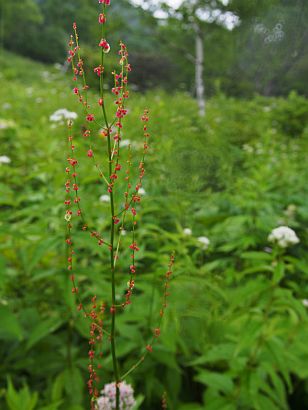 軽井沢　8.2～3 ＜桟敷山・北軽ミュージックホール＞_b0134988_14272884.jpg