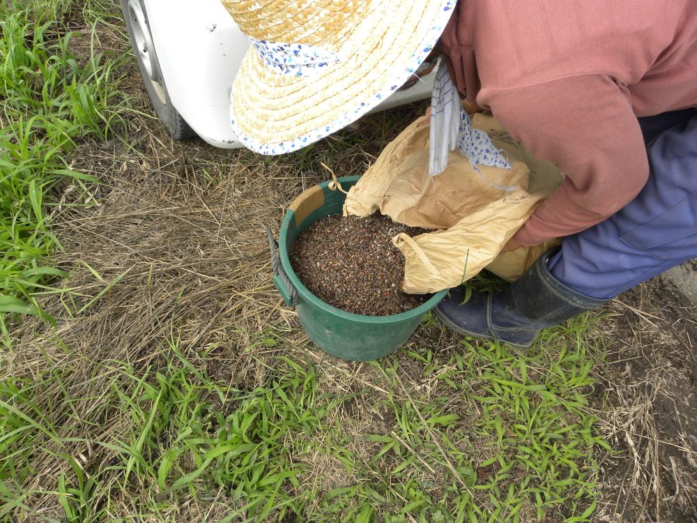 夏蕎麦の収穫 猫の手も借りたい編_b0329588_08184241.jpg