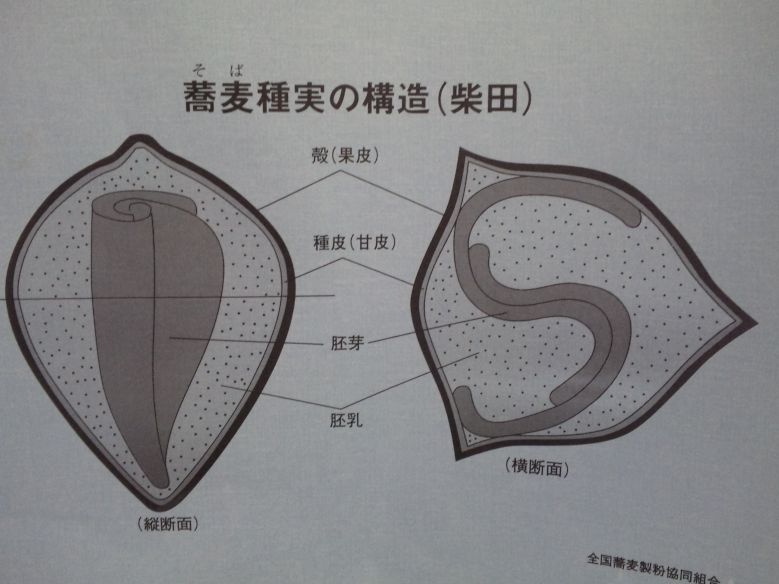 夏蕎麦の収穫 猫の手も借りたい編_b0329588_13471829.jpg