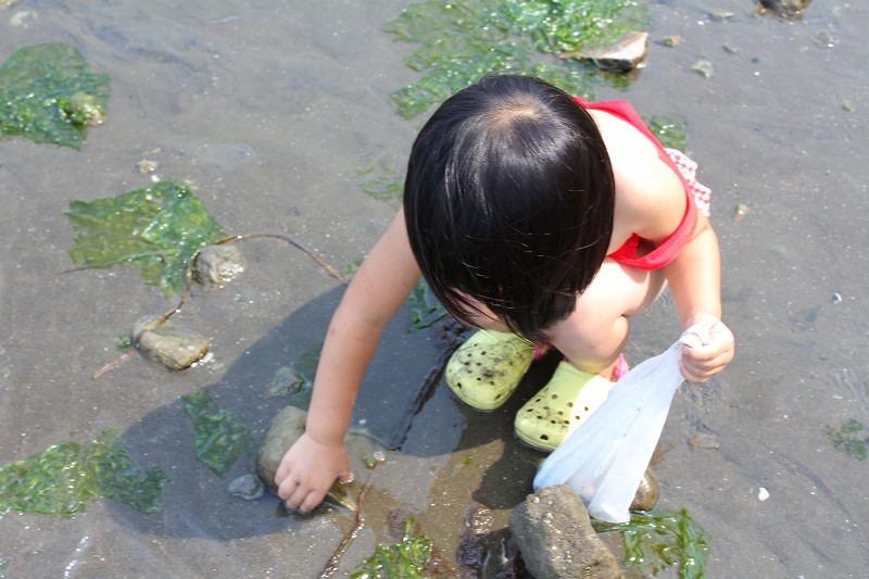 小学二年生の夏休み日記 8 【野島海岸で磯遊び編】_c0204298_17304278.jpg