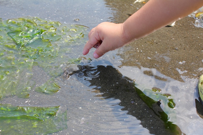 小学二年生の夏休み日記 8 【野島海岸で磯遊び編】_c0204298_17342772.jpg