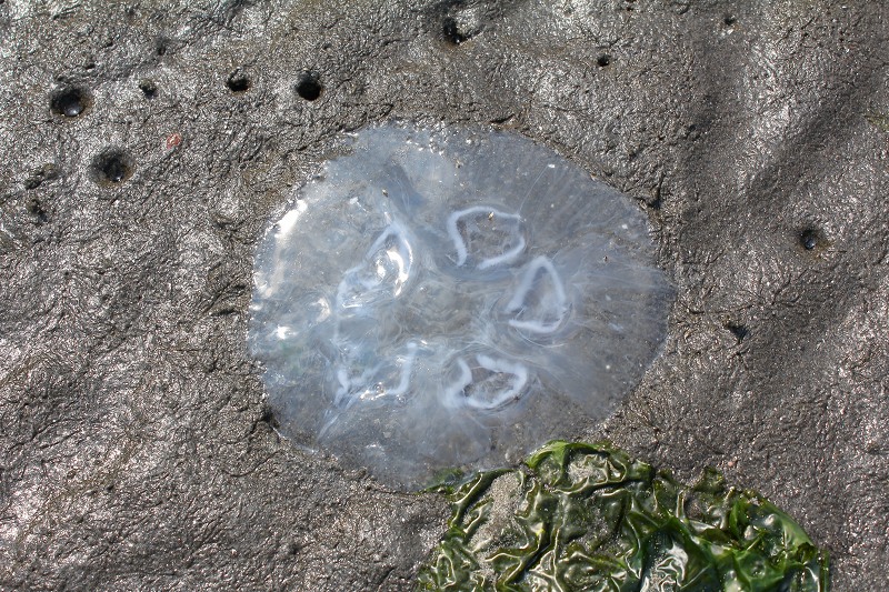 c0204298_1736142.jpg