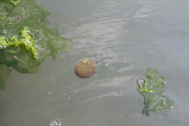 小学二年生の夏休み日記 8 【野島海岸で磯遊び編】_c0204298_17381196.jpg