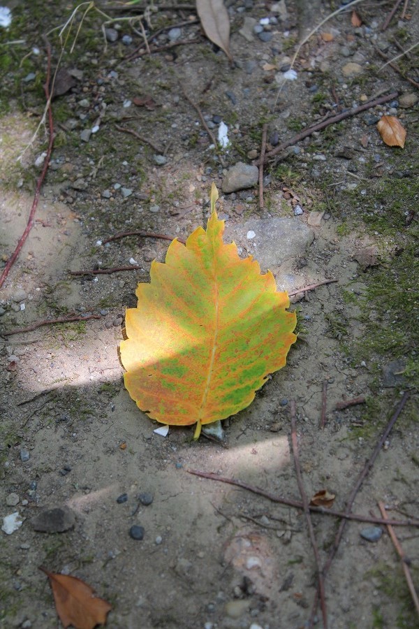 c0204298_18224488.jpg