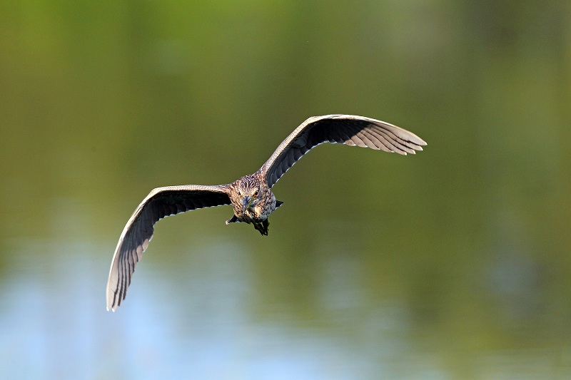 低空飛翔の：ゴイサギ （幼鳥）_a0206701_19182715.jpg