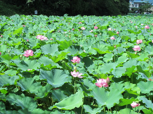 松が岬公園お堀に咲く、蓮の花を観賞　２０１４年８月２３日（３）_c0075701_14455812.jpg