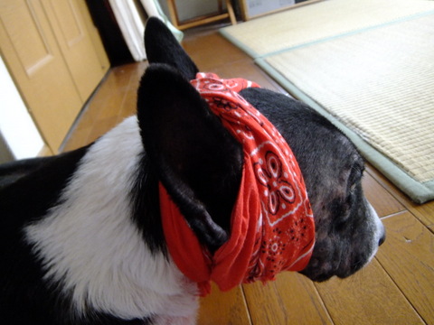 c0212703_1432529.jpg