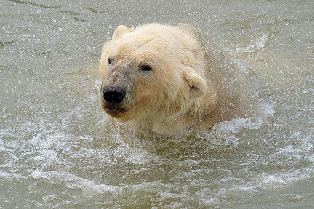 イギリス・ヨークシャー野生動物公園のヴィクトルの姿 ~ 「飼育下の集団の維持」について_a0151913_22525847.jpg