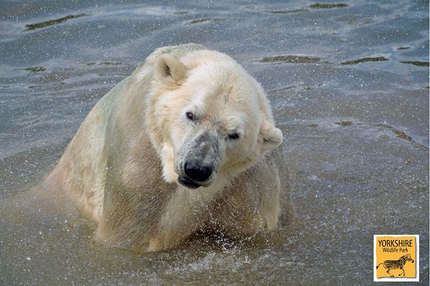 イギリス・ヨークシャー野生動物公園のヴィクトルの姿 ~ 「飼育下の集団の維持」について_a0151913_2354397.jpg
