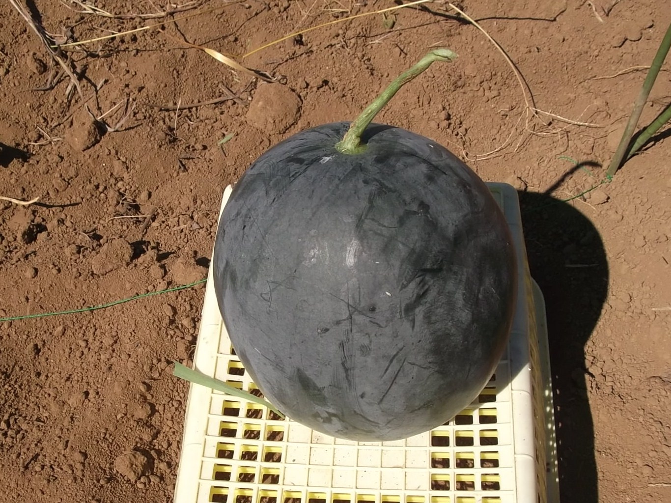夏草と格闘..._b0137932_14305331.jpg
