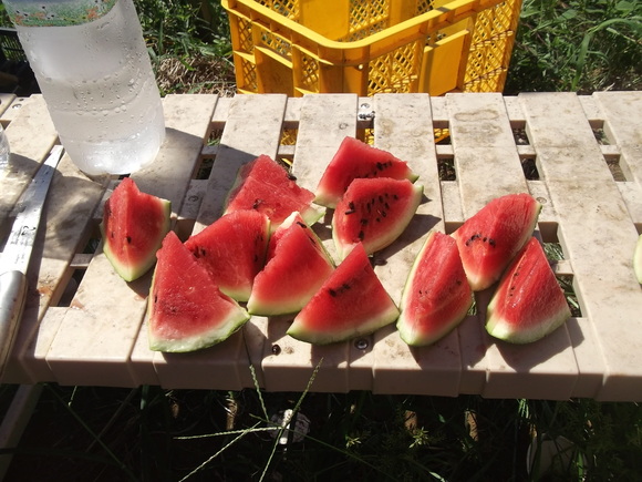 夏草と格闘..._b0137932_1431372.jpg