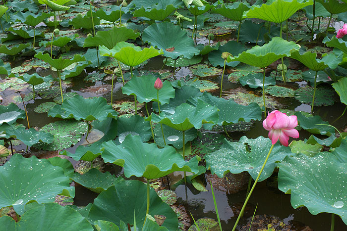 雨の蓮池_c0067040_2239399.jpg