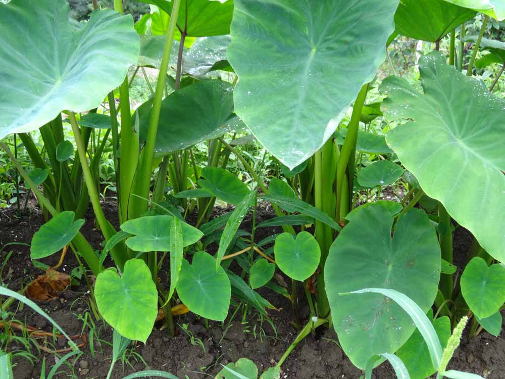 野菜 育つ 日陰 でも