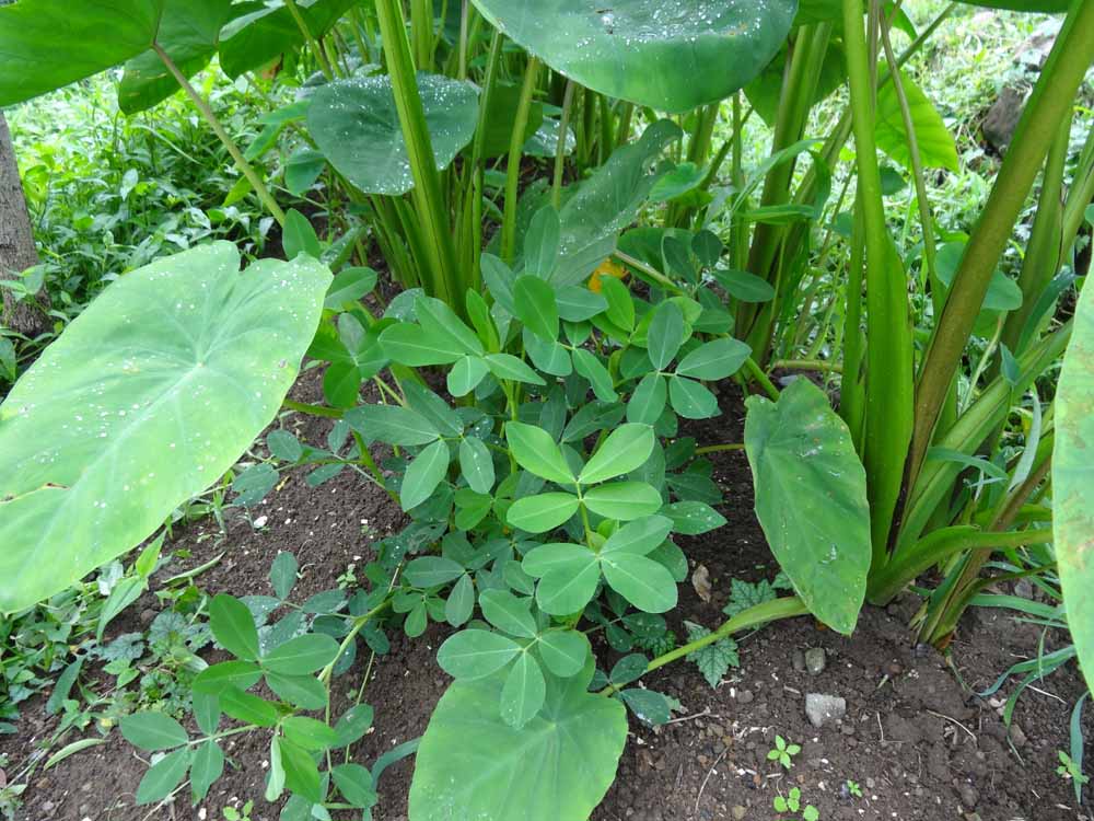 半 日陰 で 育つ 野菜