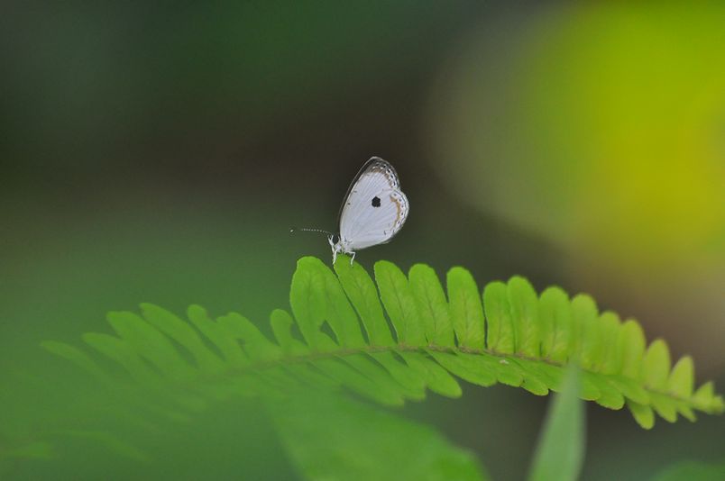8月15日~18日(雨・くもり・晴れ)タイトル:沖縄遠征その5_f0105542_8584934.jpg