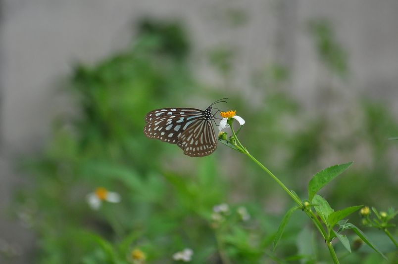 8月15日~18日(雨・くもり・晴れ)タイトル:沖縄遠征その5_f0105542_94345.jpg