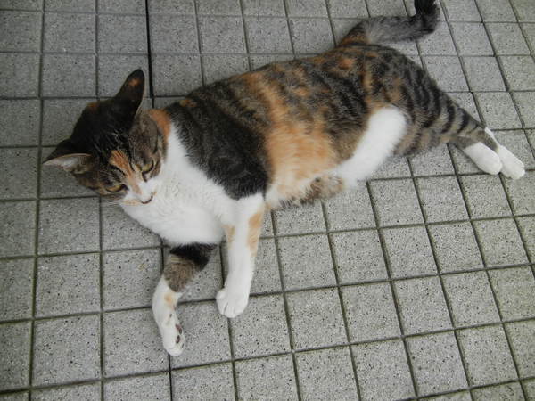 ’14,8,23(土)処暑だけど、愛ちゃんは・・・_f0060461_1033745.jpg