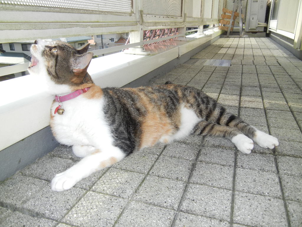 ’14,8,23(土)処暑だけど、愛ちゃんは・・・_f0060461_10403558.jpg