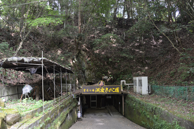 鹿児島の珍スポット。洞窟きのこ園_e0171573_1842405.jpg