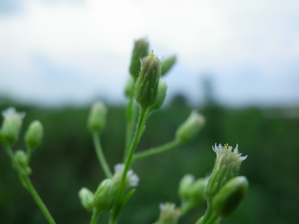 『長良川の河川敷を花散歩～』_d0054276_20221045.jpg