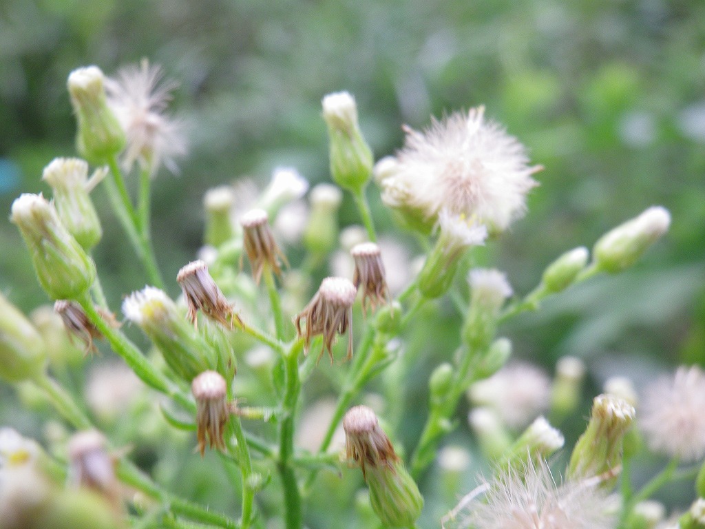 『長良川の河川敷を花散歩～』_d0054276_20222465.jpg