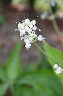 c0229483_236985.jpg