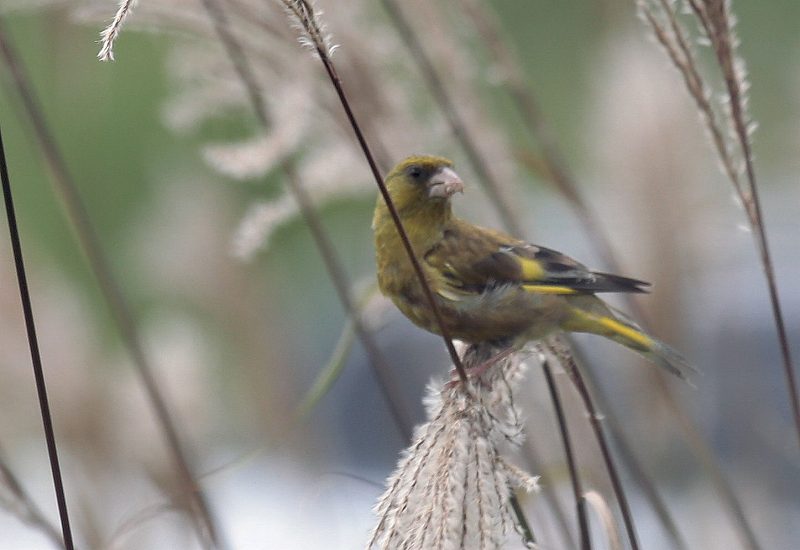 今日の鳥　　２０１４年８月２３日（土曜日）_e0197786_18354100.jpg