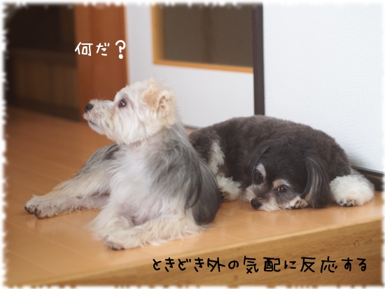 愛犬を家に迎えて変わったこと_e0290293_540839.jpg