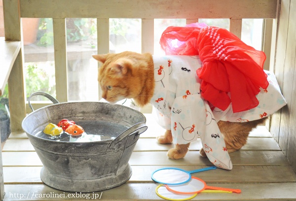猫だって浴衣が着たい♪　　Cat\'s Yukata-an informal cotton kimono for summer_d0025294_20251826.jpg