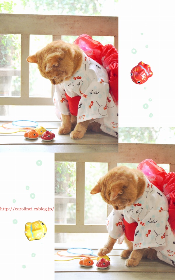 猫だって浴衣が着たい♪　　Cat\'s Yukata-an informal cotton kimono for summer_d0025294_20252731.jpg