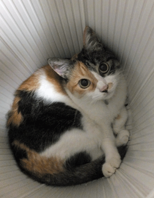 猫の写真展へと　GO、_c0204801_21213223.gif